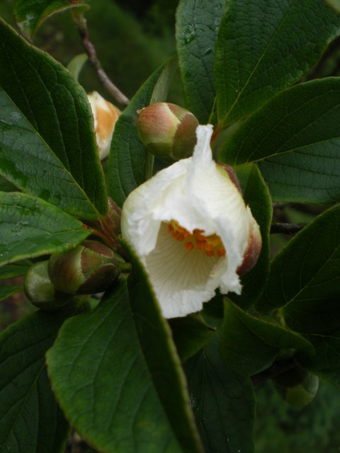 Stuartia pseudocamellia fleur
